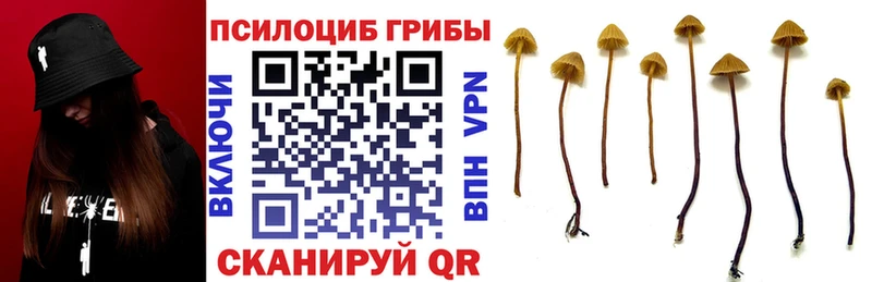Купить закладки  Могоча  Псилоцибиновые грибы Cubensis 